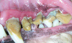 Keeping Your Pet s Mouth Healthy Opossum Pike Vet Clinic