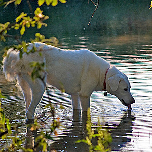 Leptospirosis-dog-river