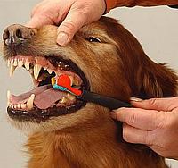 brushing-dog-teeth-photo