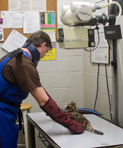 digital-radiology-cat