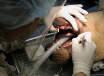 dog-dental-surgery