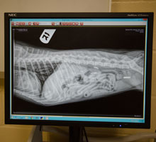 medical-care-for-sick-pets